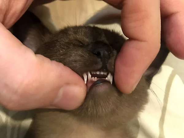 Cute Burmese Kitten Open Mouth Teeth — Stock Photo, Image