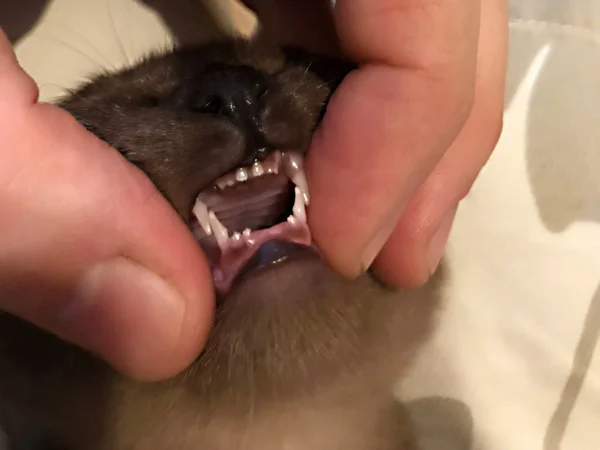 歯のない口を開けてかわいいビルマ子猫 — ストック写真