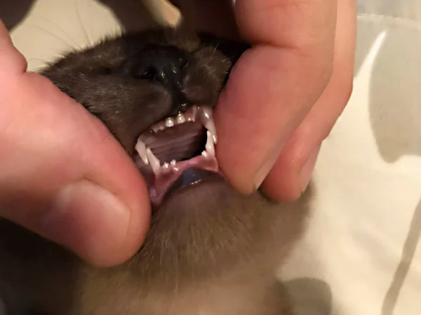 Lindo Gatito Birmano Con Boca Abierta Sin Dientes — Foto de Stock