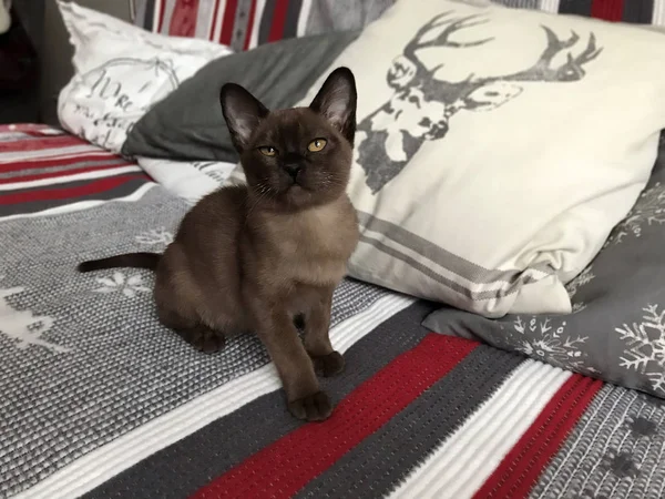 Gatinho Birmanês Com Olhos Amarelos Sentado Sofá Macio — Fotografia de Stock