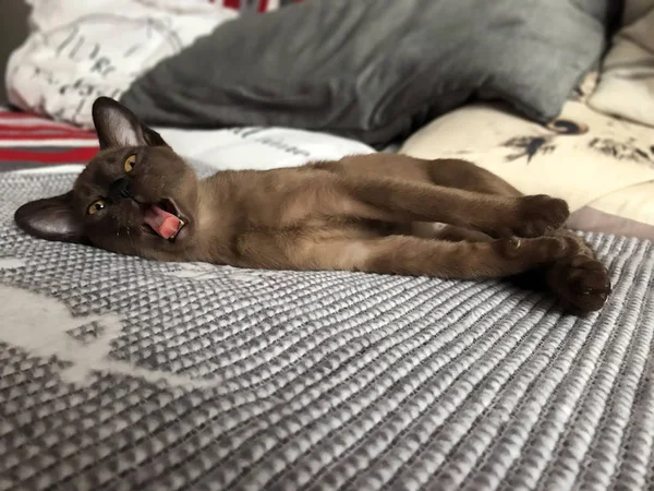 Cute Burmese Kitten Open Mouth Teeth — Stock Photo, Image