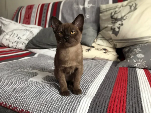 Gatinho Birmanês Com Olhos Amarelos Sentado Sofá Macio — Fotografia de Stock