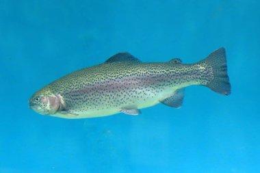 Eritque arcus tructa, gökkuşağı alabalığı. yüzen bir su tankında bir akvaryum. Sergi parça