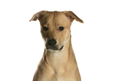 bir köpek için reklam fotoğraf