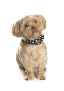 bir köpek için reklam fotoğraf