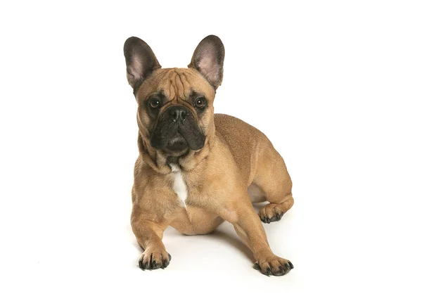 bir köpek için reklam fotoğraf