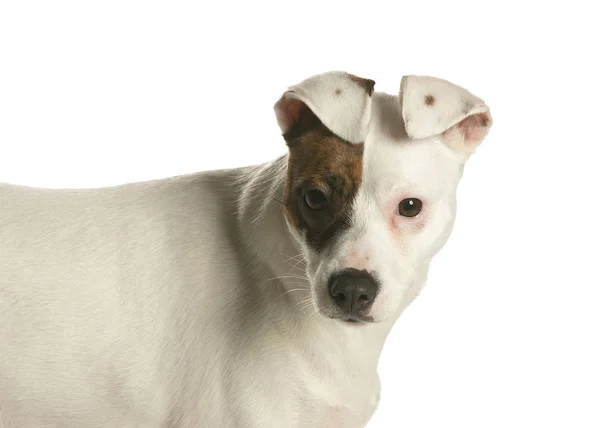 Picture Dog Advertisement — Stock Photo, Image