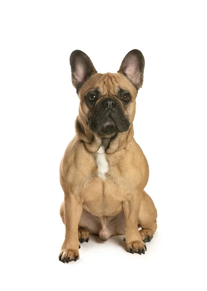 bir köpek için reklam fotoğraf