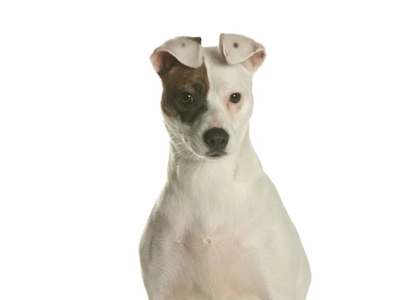bir köpek için reklam fotoğraf