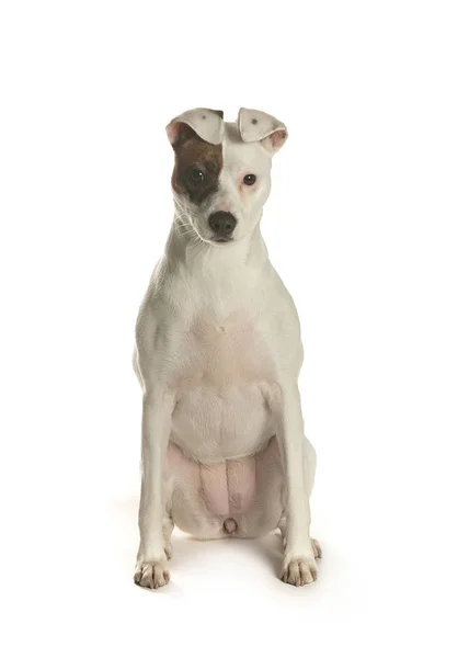bir köpek için reklam fotoğraf