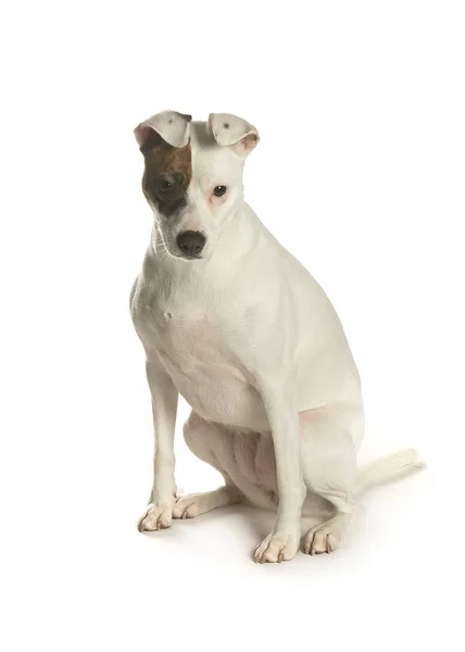 bir köpek için reklam fotoğraf