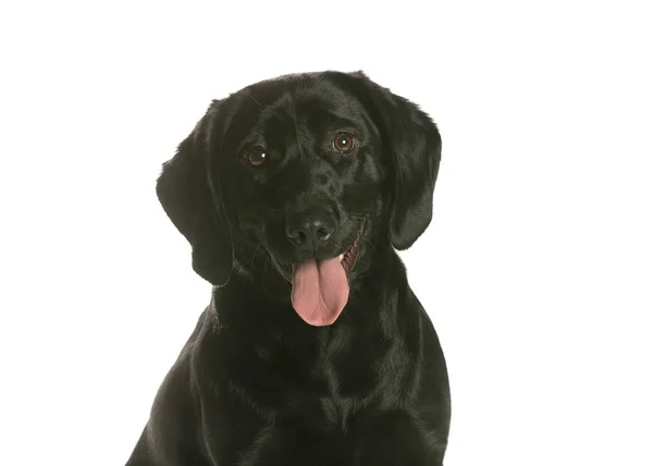 bir köpek için reklam fotoğraf