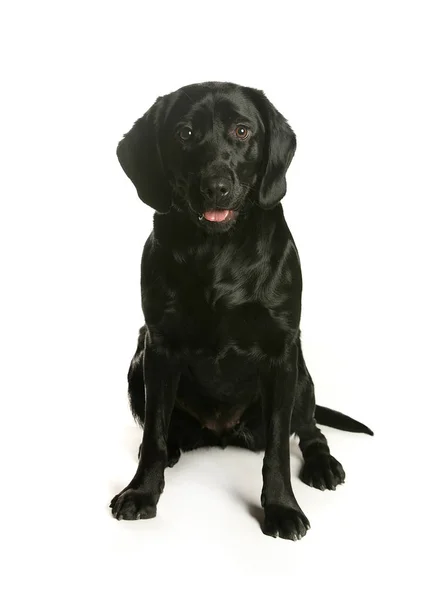 bir köpek için reklam fotoğraf