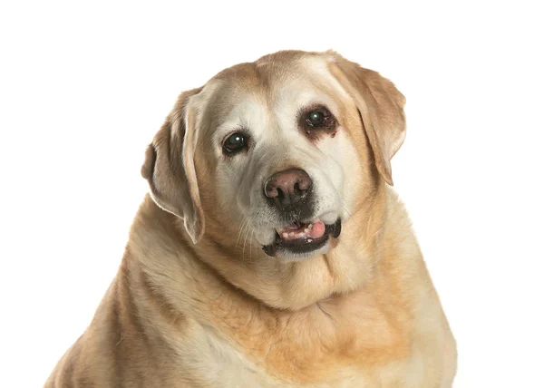 bir köpek için reklam fotoğraf