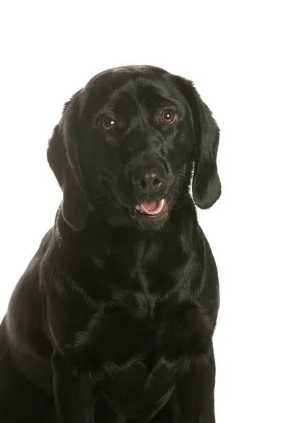 bir köpek için reklam fotoğraf