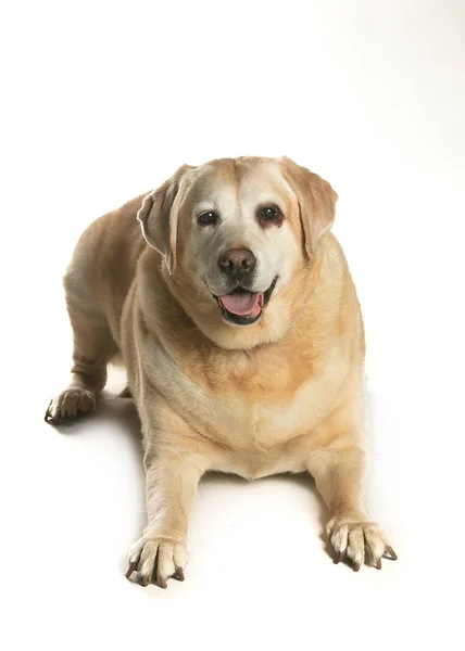 Imagem Fora Cão Propaganda — Fotografia de Stock