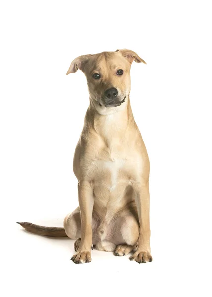 bir köpek için reklam fotoğraf