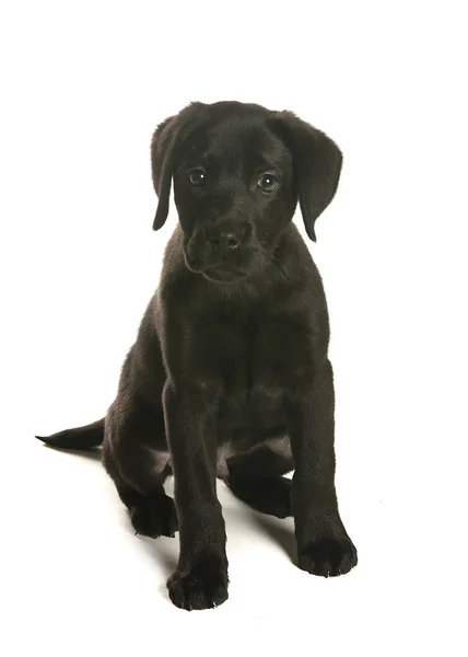 bir köpek için reklam fotoğraf
