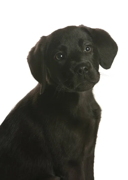 bir köpek için reklam fotoğraf