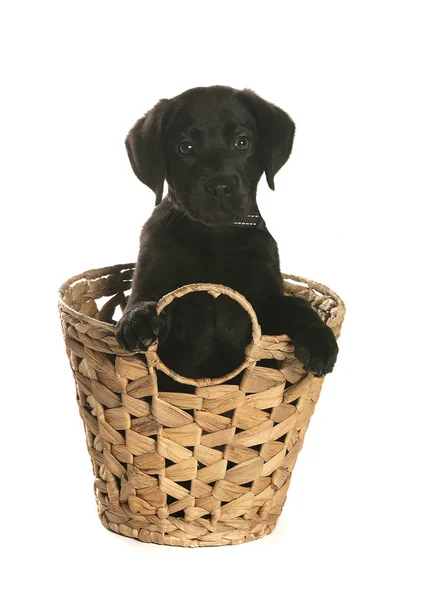 bir köpek için reklam fotoğraf