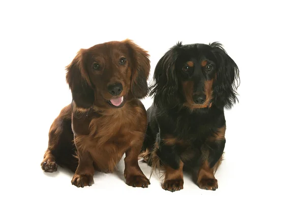 bir köpek için reklam fotoğraf