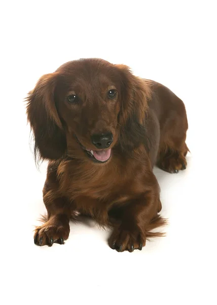 bir köpek için reklam fotoğraf