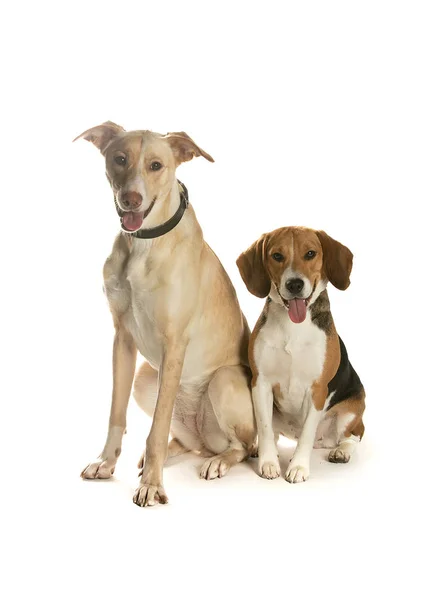 bir köpek için reklam fotoğraf