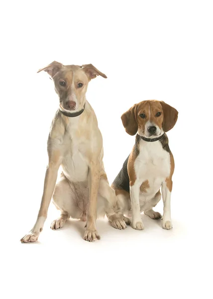 bir köpek için reklam fotoğraf