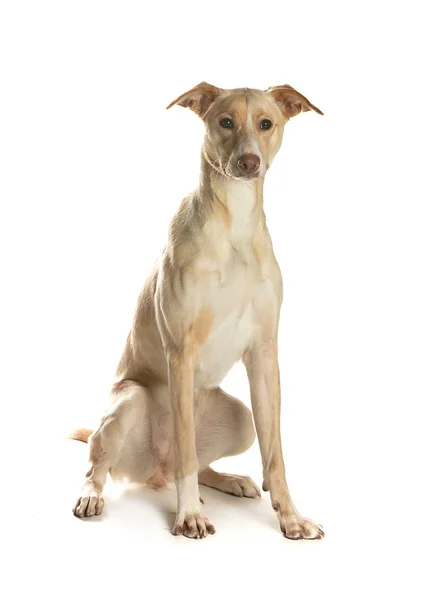 bir köpek için reklam fotoğraf
