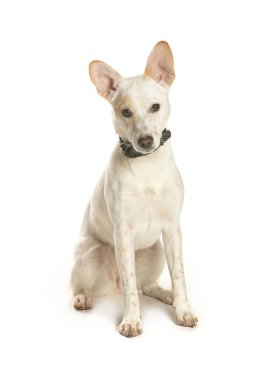 bir köpek için reklam fotoğraf