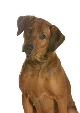 bir köpek için reklam fotoğraf