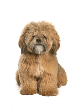 bir köpek için reklam fotoğraf