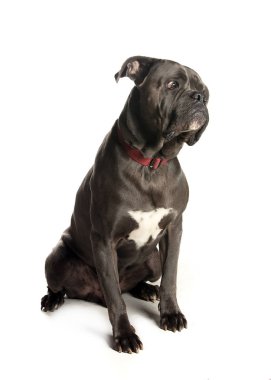 bir köpek için reklam fotoğraf