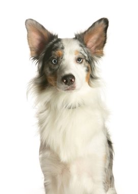 bir köpek için reklam fotoğraf