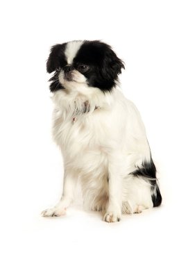 bir köpek için reklam fotoğraf