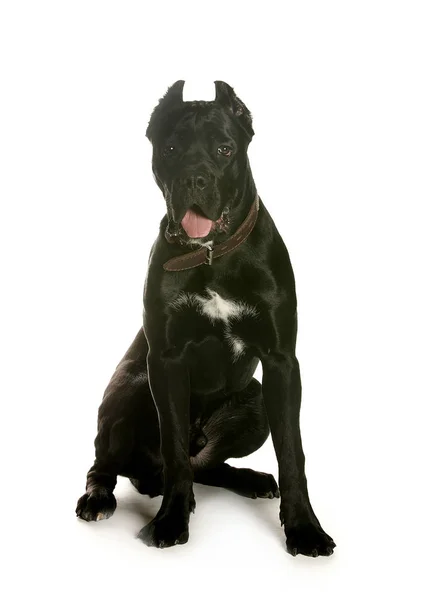 bir köpek için reklam fotoğraf