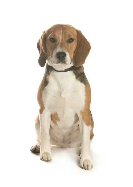 bir köpek için reklam fotoğraf