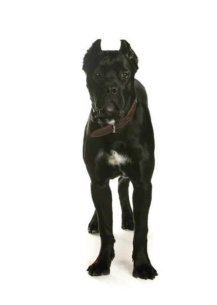 bir köpek için reklam fotoğraf