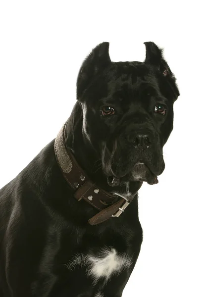 bir köpek için reklam fotoğraf