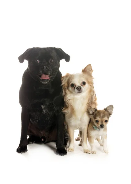 bir köpek için reklam fotoğraf