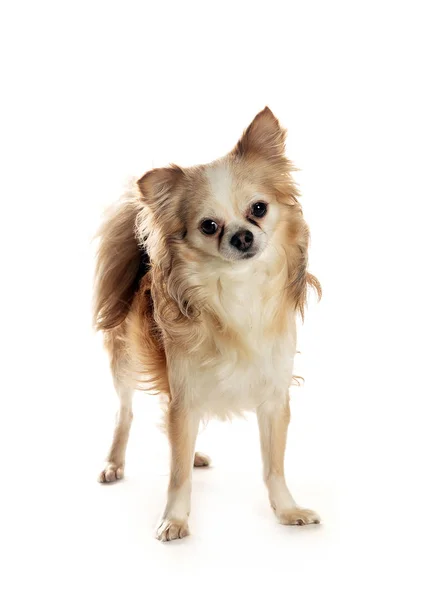 bir köpek için reklam fotoğraf