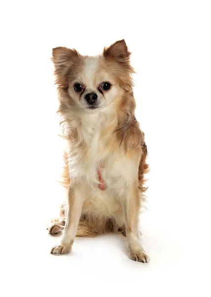 bir köpek için reklam fotoğraf