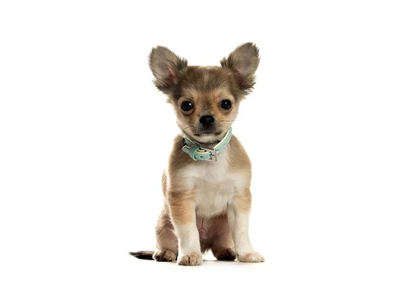bir köpek için reklam fotoğraf