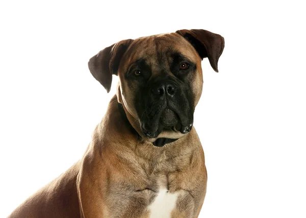 bir köpek için reklam fotoğraf
