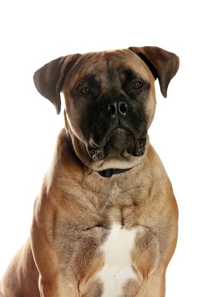 bir köpek için reklam fotoğraf