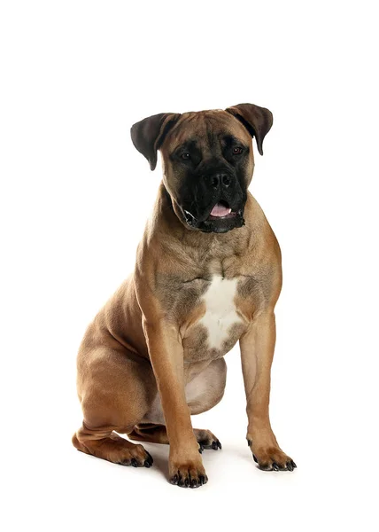 bir köpek için reklam fotoğraf