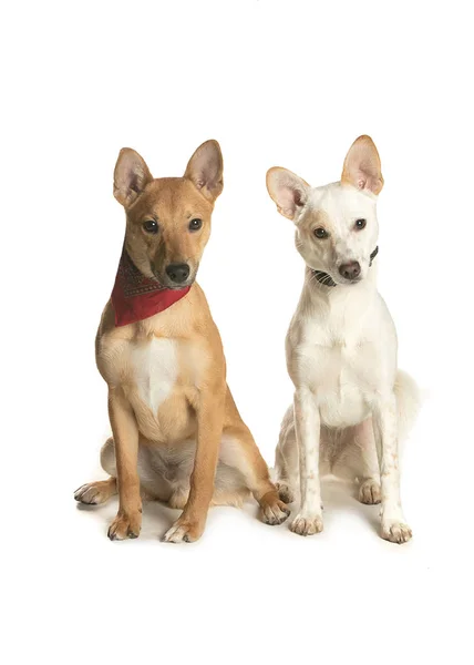 bir köpek için reklam fotoğraf