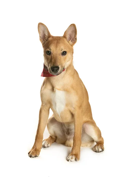 bir köpek için reklam fotoğraf