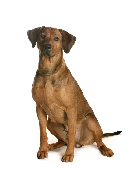 bir köpek için reklam fotoğraf