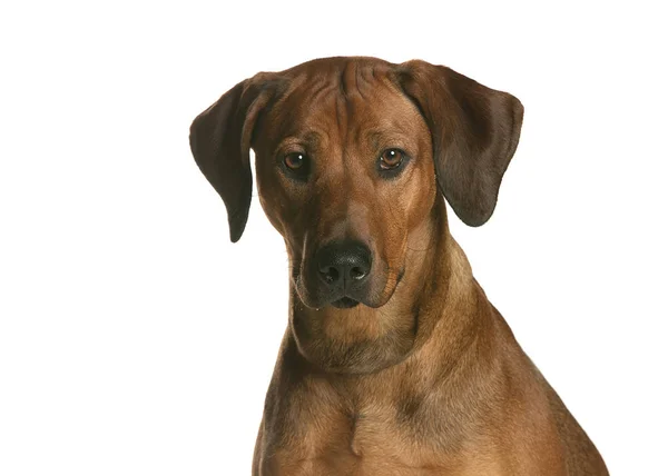 bir köpek için reklam fotoğraf